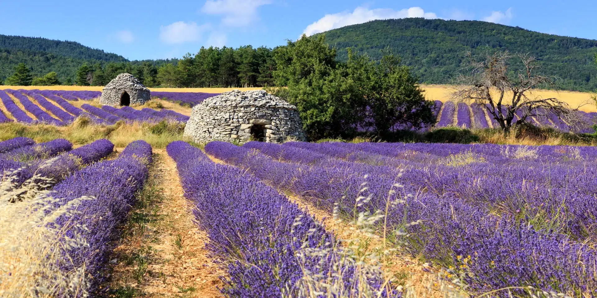 paysage-lavande-vaucluse Champ de lavande en Provence avec des cabanes en pierre sèches, illustrant l’authenticité du territoire, souvent valorisé dans des plateformes sur mesure dédiées au patrimoine local.